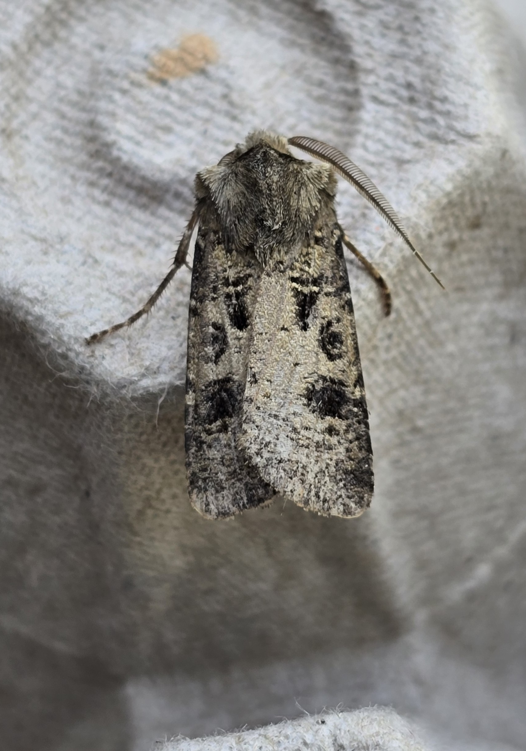 Photo of Heart and Club (Agrotis clavis)